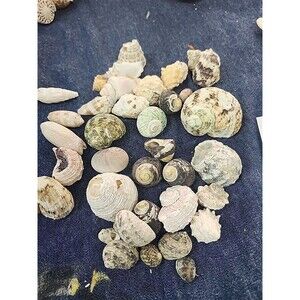 Sea Shell Collection Various types and sizes 35 Pcs